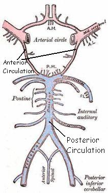 Circle of Willis